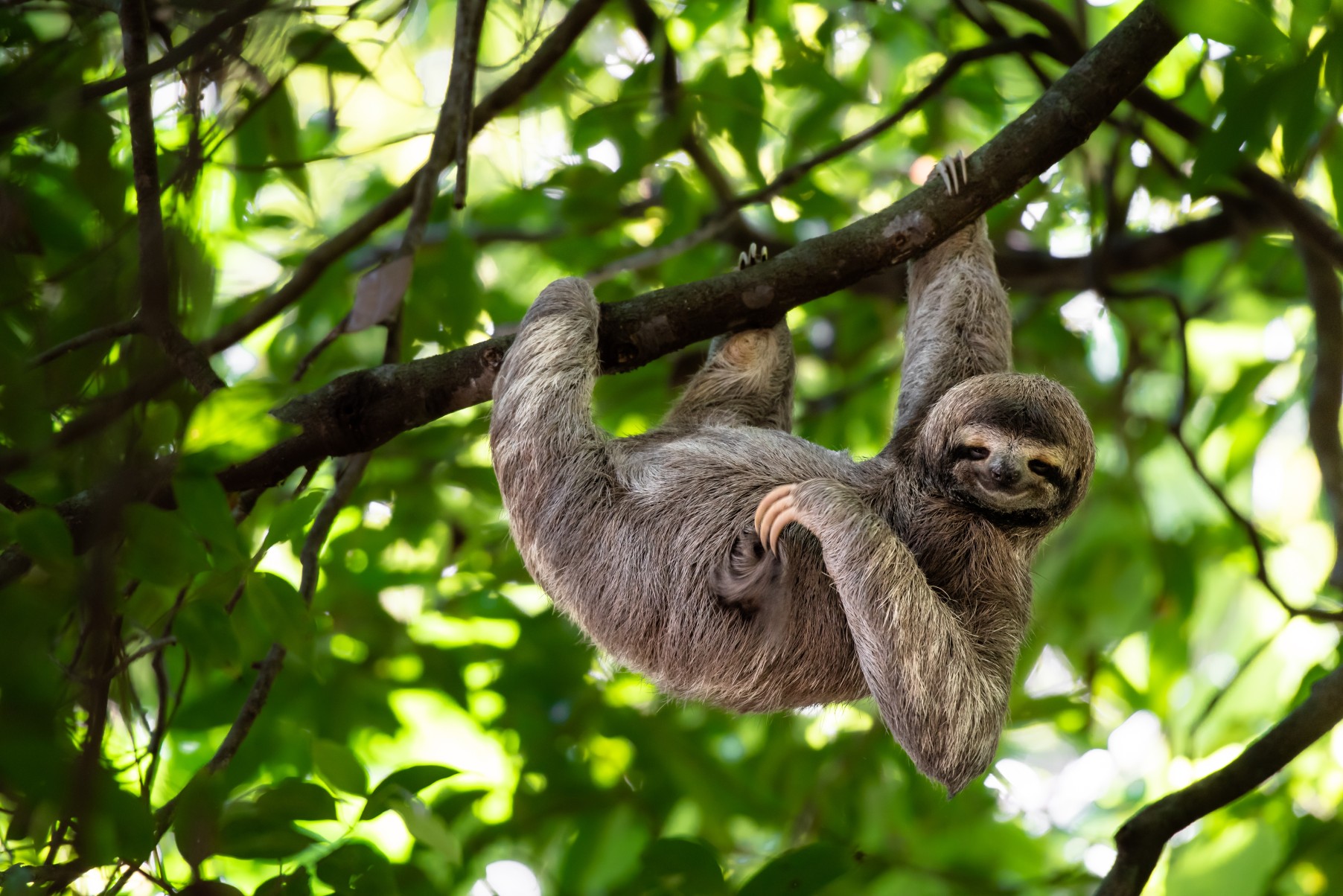 Funny sloth hanging on tree branch, cute face look, perfect portrait of wild animal in the Rainforest of Costa Rica scratching the belly, Bradypus variegatus, brown-throated three-toed sloth, relaxed 