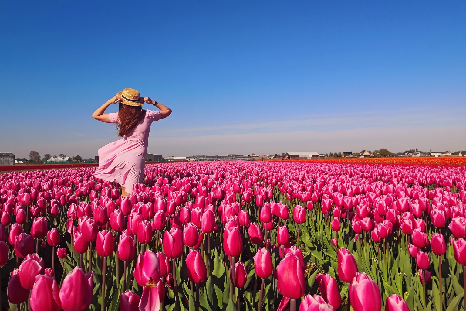 woman walking through pink tulip field in Europe during spring