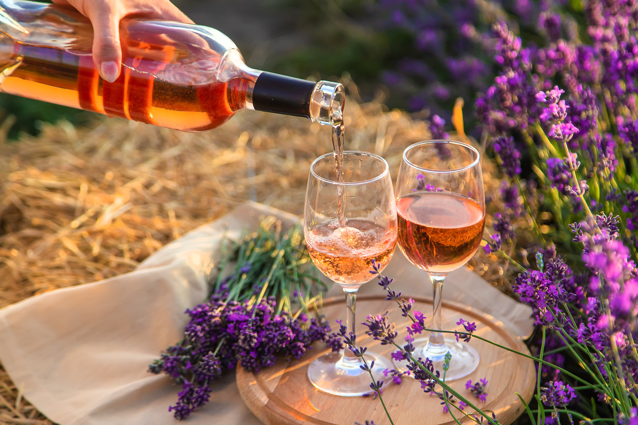 a colorful field of Lavender in bloom Provence Southern France Couple men and women on vacation at the Provence Southern France walking in a lavender field at Valensole