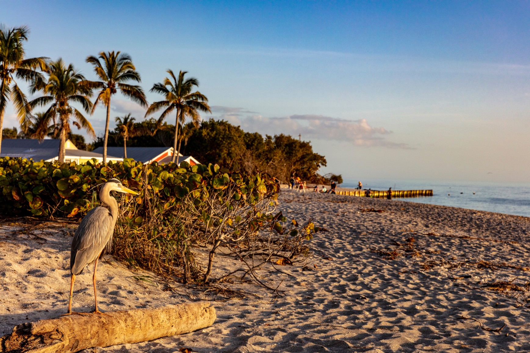 Great blue heron at Blind Pass Beach on Sanibel Island, Florida, USA
