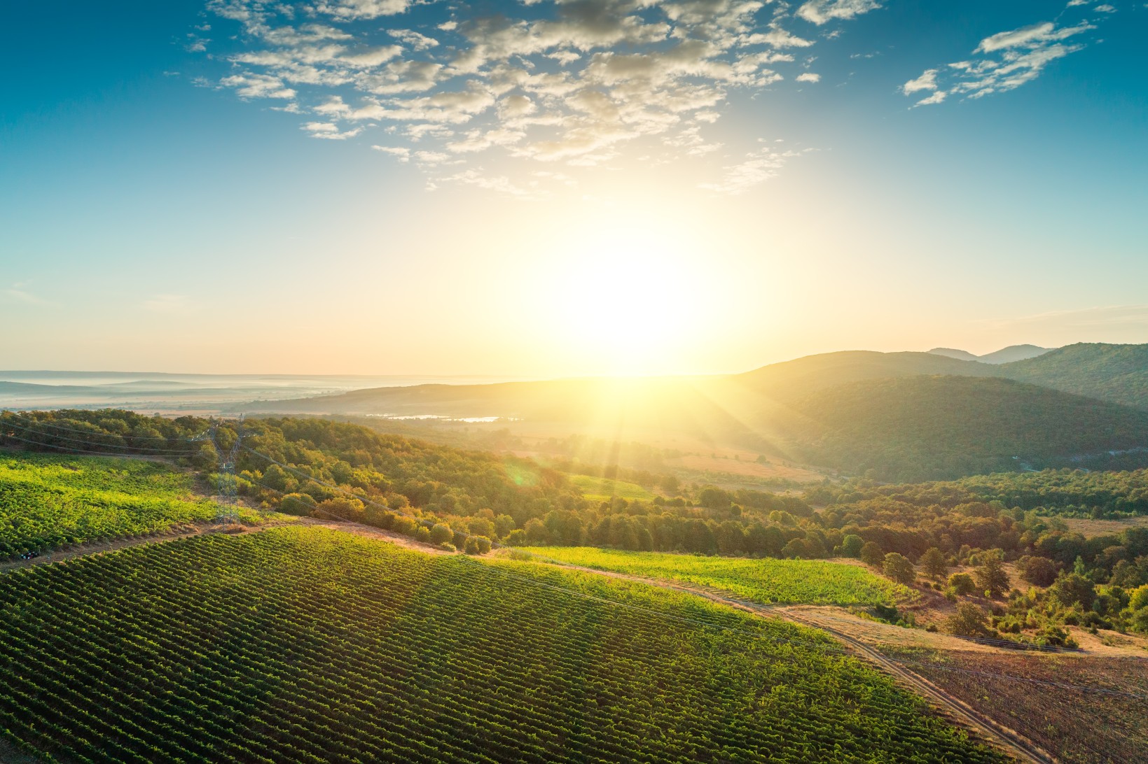 Vineyard agricultural fields in the countryside, beautiful aerial landscape during sunrise.
