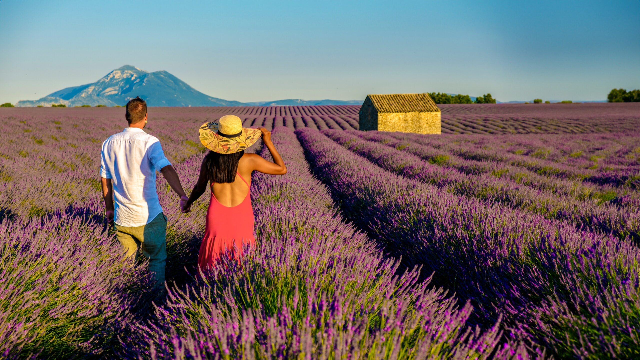 couple walking through lavender fields in Provence France with mountain views in the background