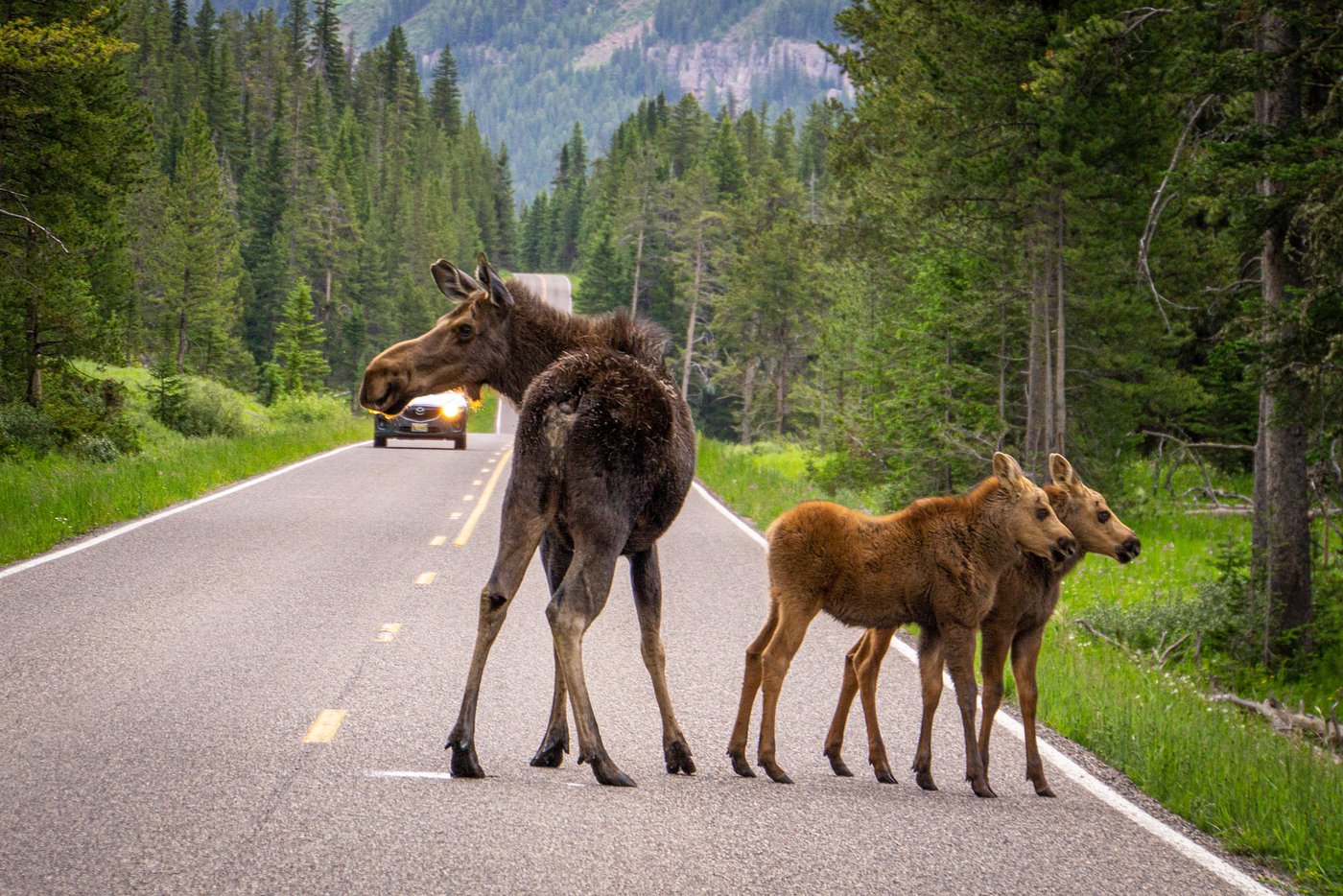 beartooth highway