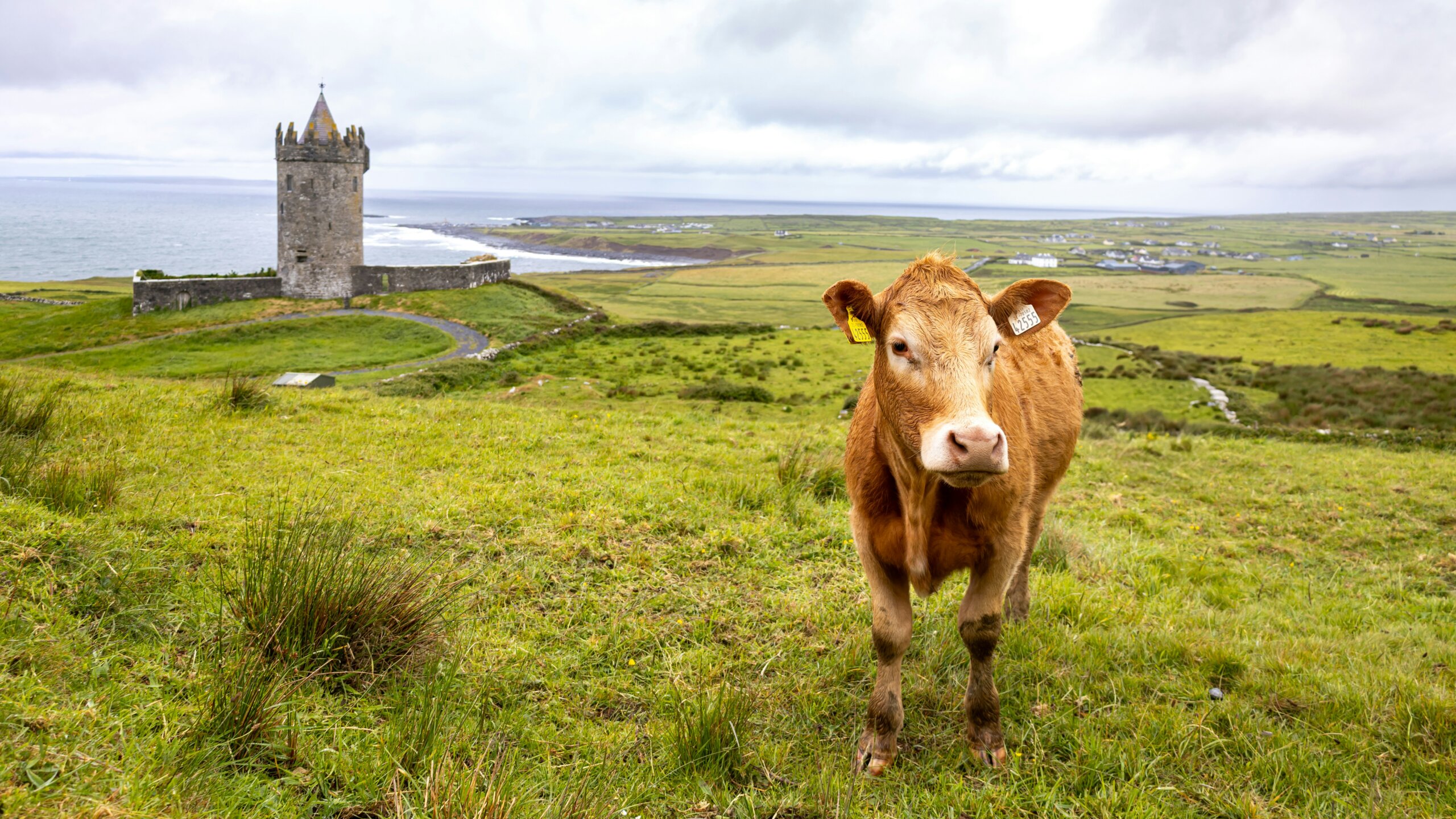 Irish countryside with stone tower castle, grazing cow, and coastal landscape