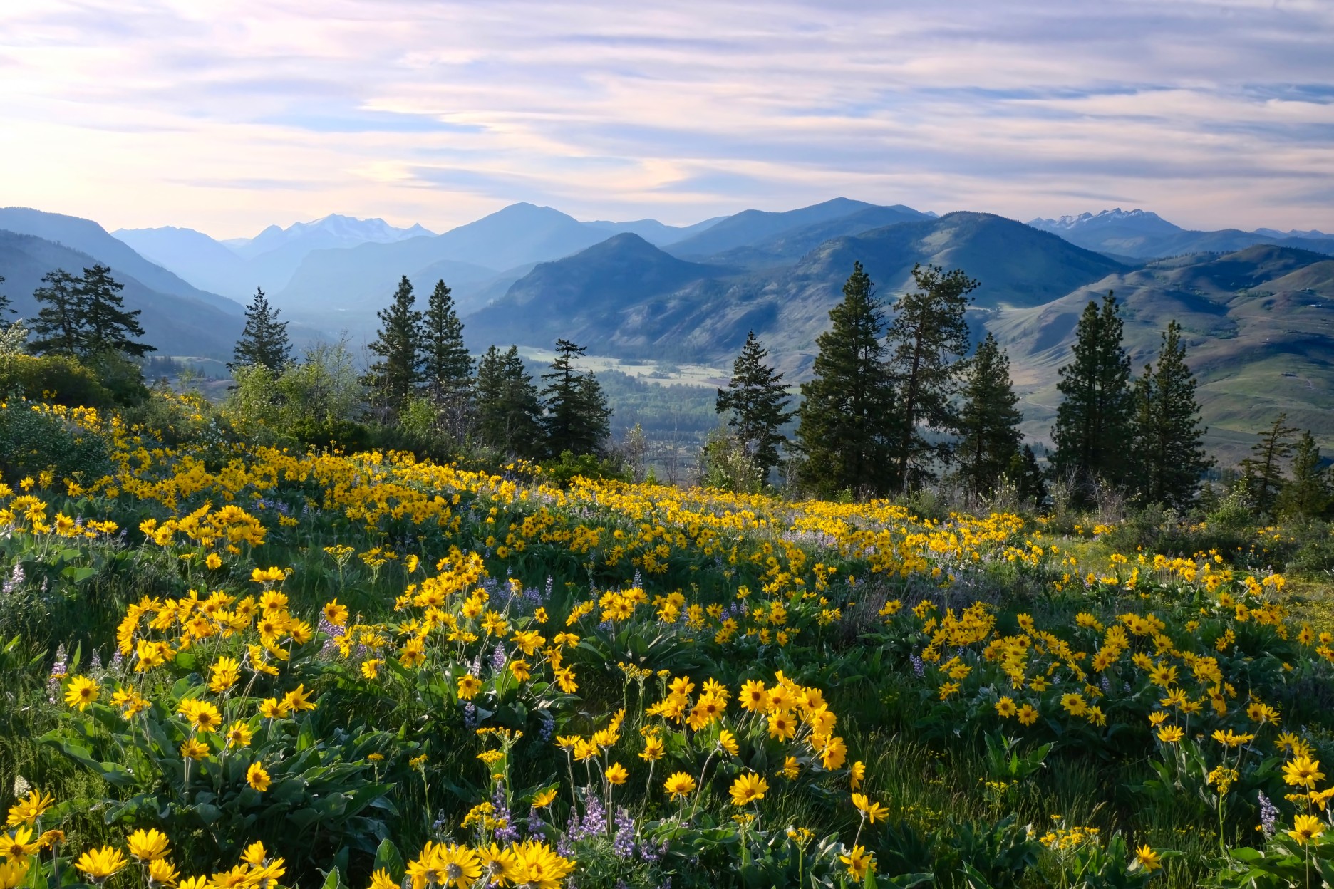 Hiking in Washington. Meadows with arnica and lupine wildflowers and Cascade Range Mountains near Winthrop. WA. Unites States.