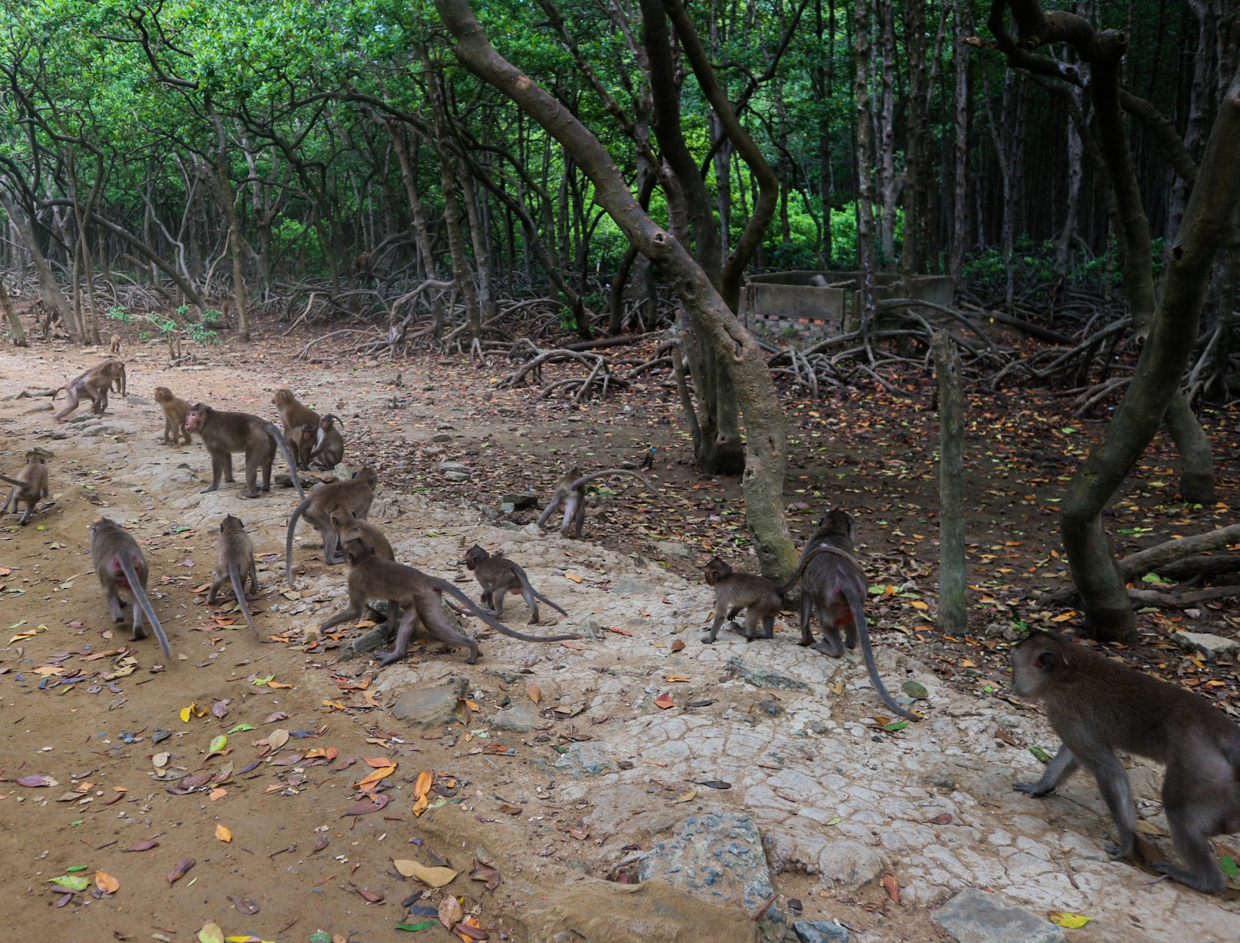 Wild rhesus monkey in Can Gio Island, Vietnam
