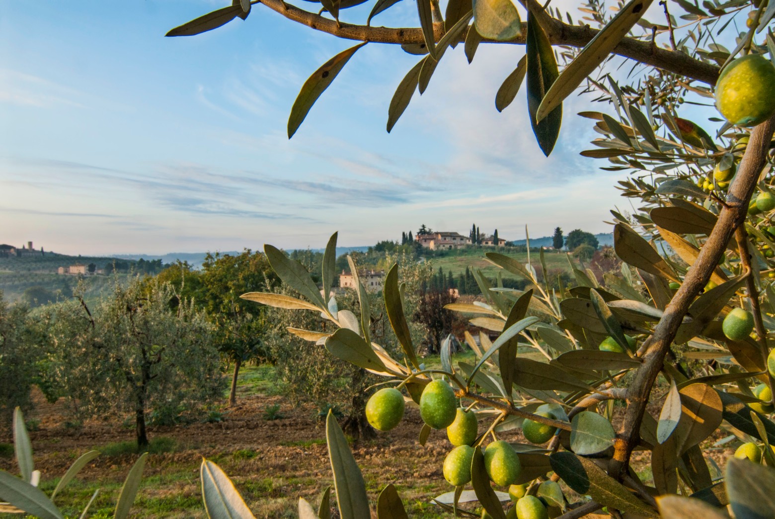 Villa Above the Olive Trees
