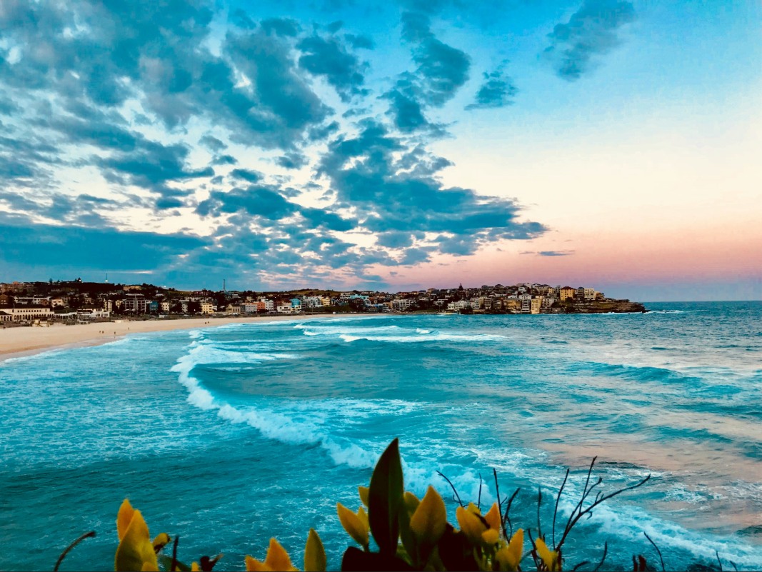 Bondi Beach at sunset with rolling turquoise waves, pink and blue sky, yellow wildflowers in foreground, and Sydney coastal suburb behind