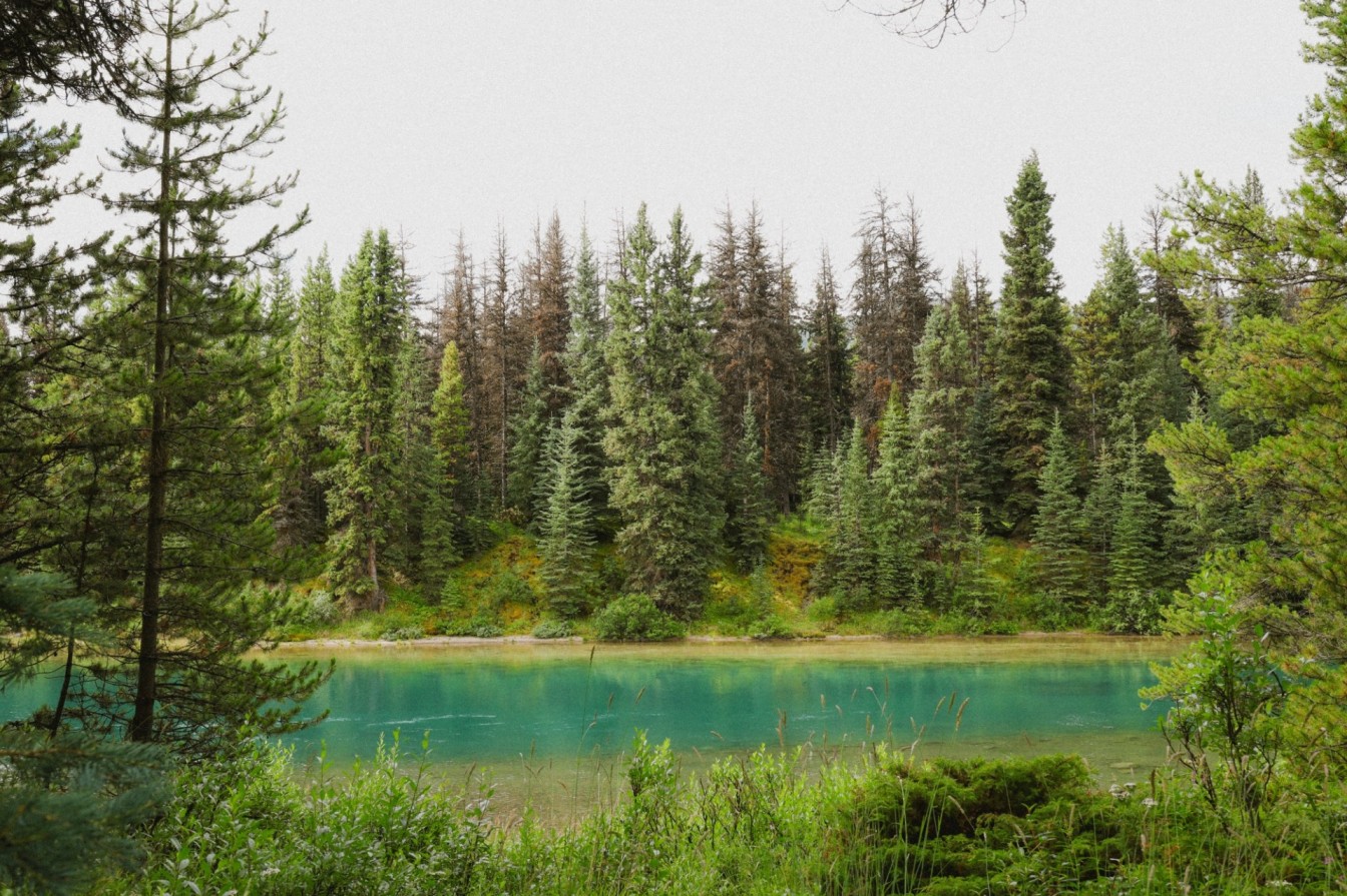 One of the many beautiful lakes and dense forests in Alberta.
