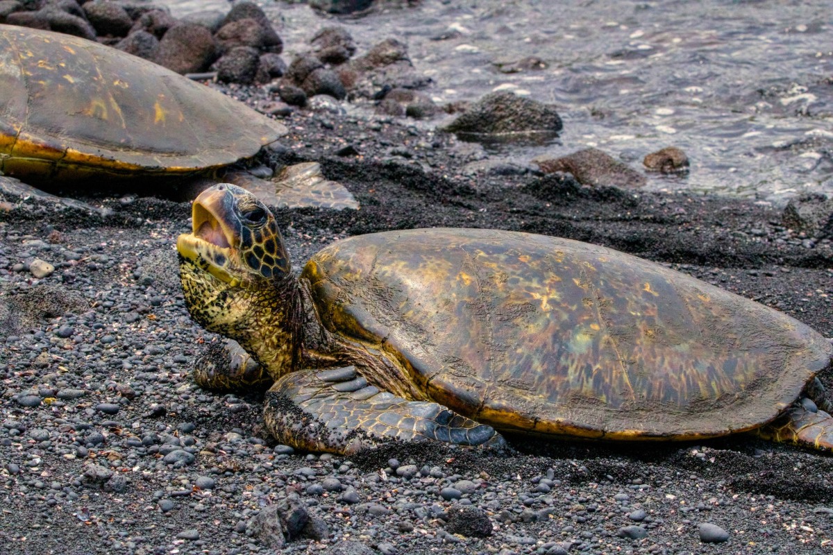 punaluʻu beach