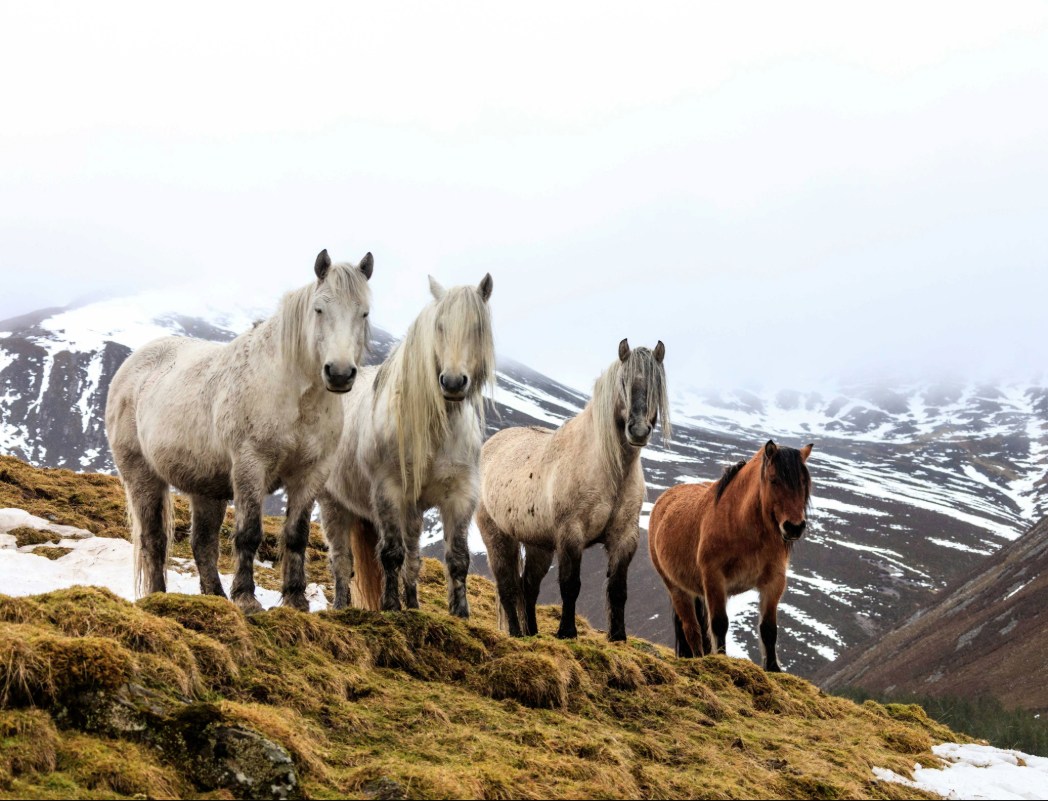 Three white Highland ponies and one brown pony standing on a snowy hillside with mist-covered Scottish mountains in the background