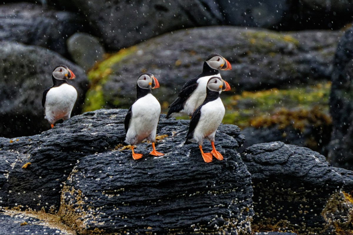 puffins